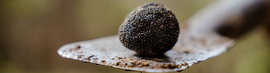 Istria Black truffle
