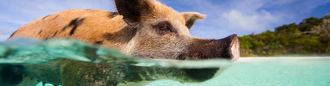 Things to do in the Bahamas.