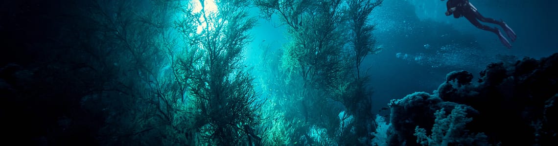 image 1 for Scuba Diving from a Yacht in Indonesia