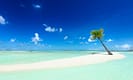 Solitary palm tree on a tropical beach with crystal clear water and a bright blue sky, perfect for a serene and exotic getaway.