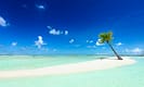 Tropical beach with clear turquoise water, white sand, and a single leaning palm tree under a vibrant blue sky.
