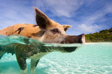 Swimming pig in clear turquoise waters of the Bahamas with a sunny sky and lush greenery in the background.