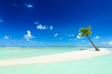 Solitary palm tree on a tropical beach with crystal clear water and a bright blue sky, perfect for a serene and exotic getaway.