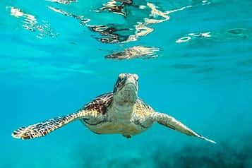 Sea turtle swimming underwater in clear blue ocean.