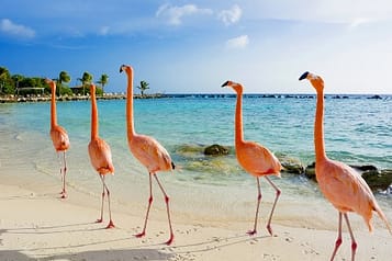 Flamingos walking on a serene sandy beach with turquoise ocean water and clear blue sky in the background.