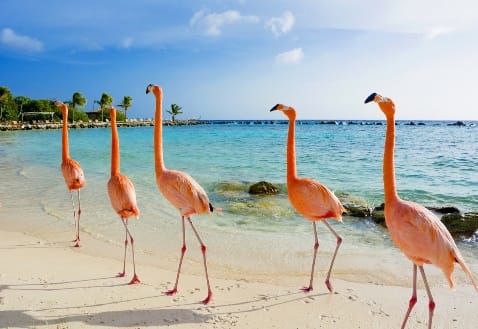 Flamingo's in Aruba