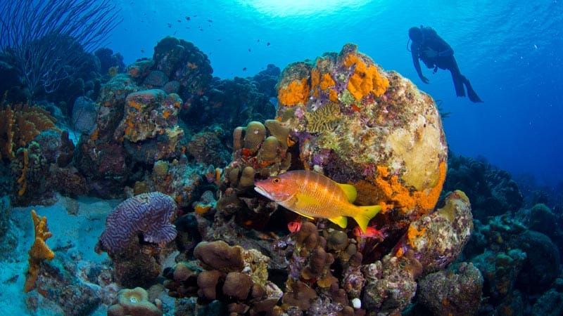 Snorkeling in Bonaire