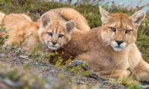 Cougar mother and cub resting together in a natural habitat among bushes and rocks.