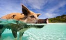 Swimming pig in clear turquoise waters of the Bahamas with a sunny sky and lush greenery in the background.