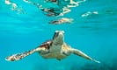 Sea turtle swimming underwater in clear blue ocean.