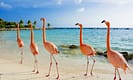 Flamingos walking on a serene sandy beach with turquoise ocean water and clear blue sky in the background.